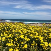 The biodiversity of Romansbaai